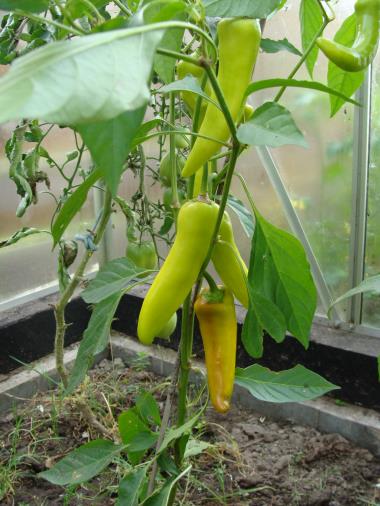 Billede af plante